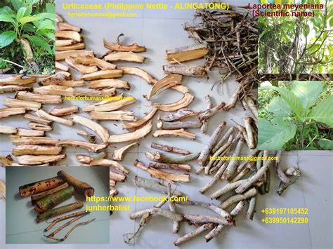 alingatong tree scientific name|Dendrocnide meyeniana .